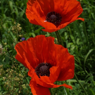 Papaver orientale